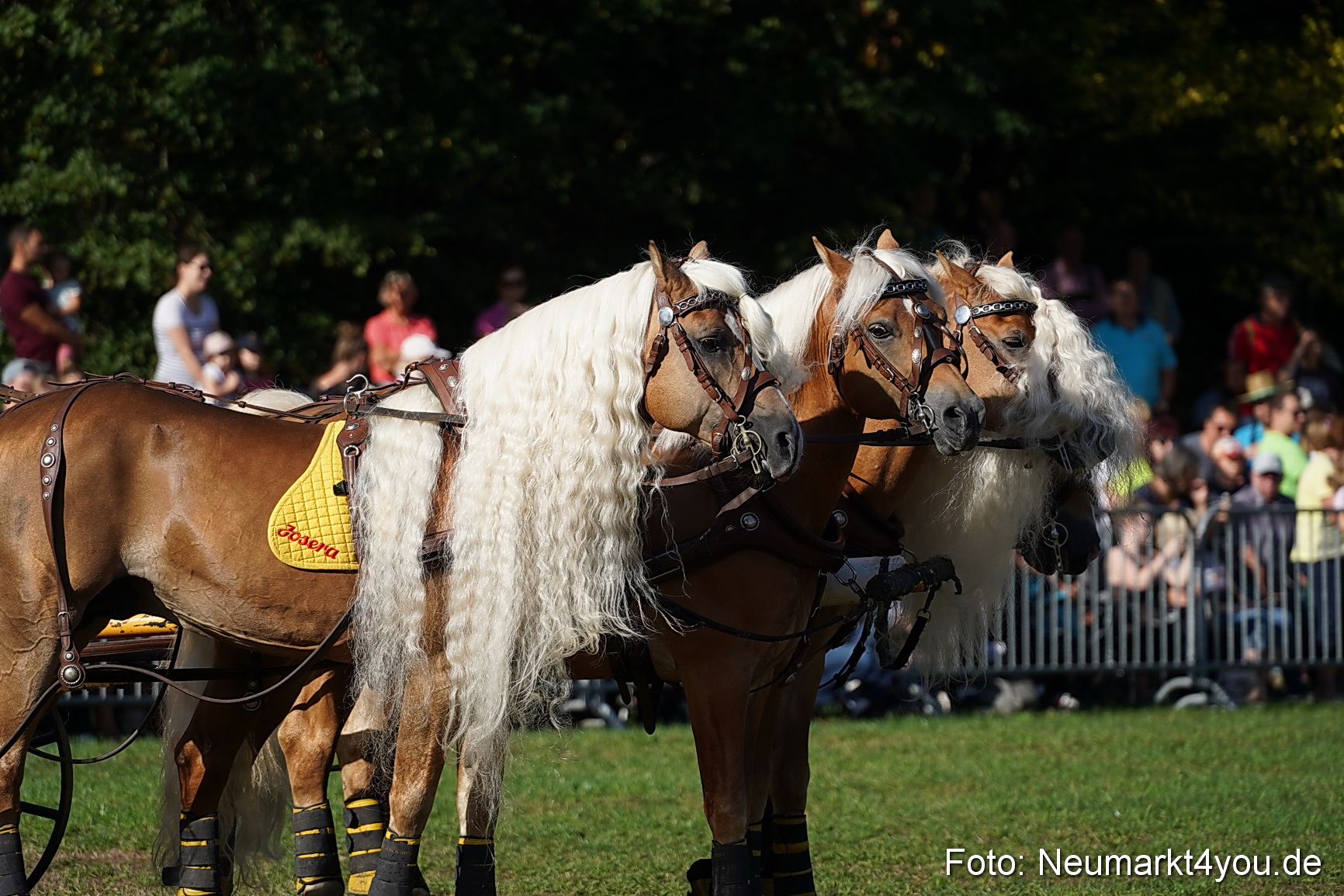 Pferde und Fohlenschau 2022 0026 